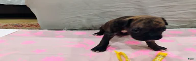 Boxer 6