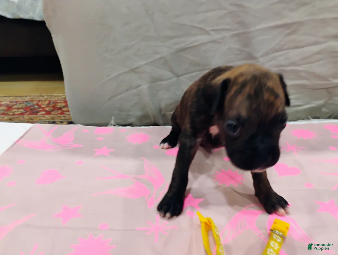 Boxer dogs for sale: Boxer 6 - Ad 1