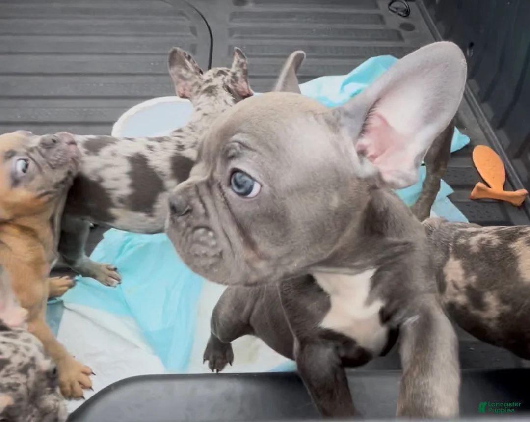 French Bulldog dogs for sale: French Bulldog Puppy 5 - Ad 2