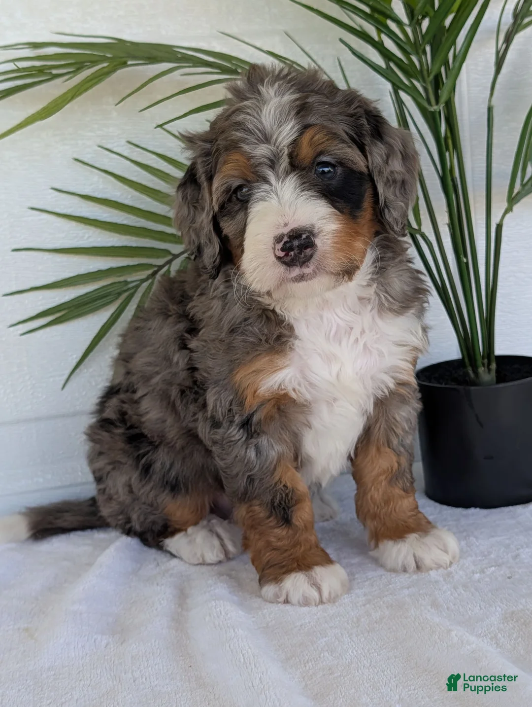 Mini Bernedoodle dogs for sale: Mini Bluey - Ad 1