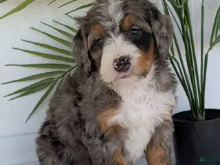 Mini Bernedoodle dogs Mini Bluey - Ad 5