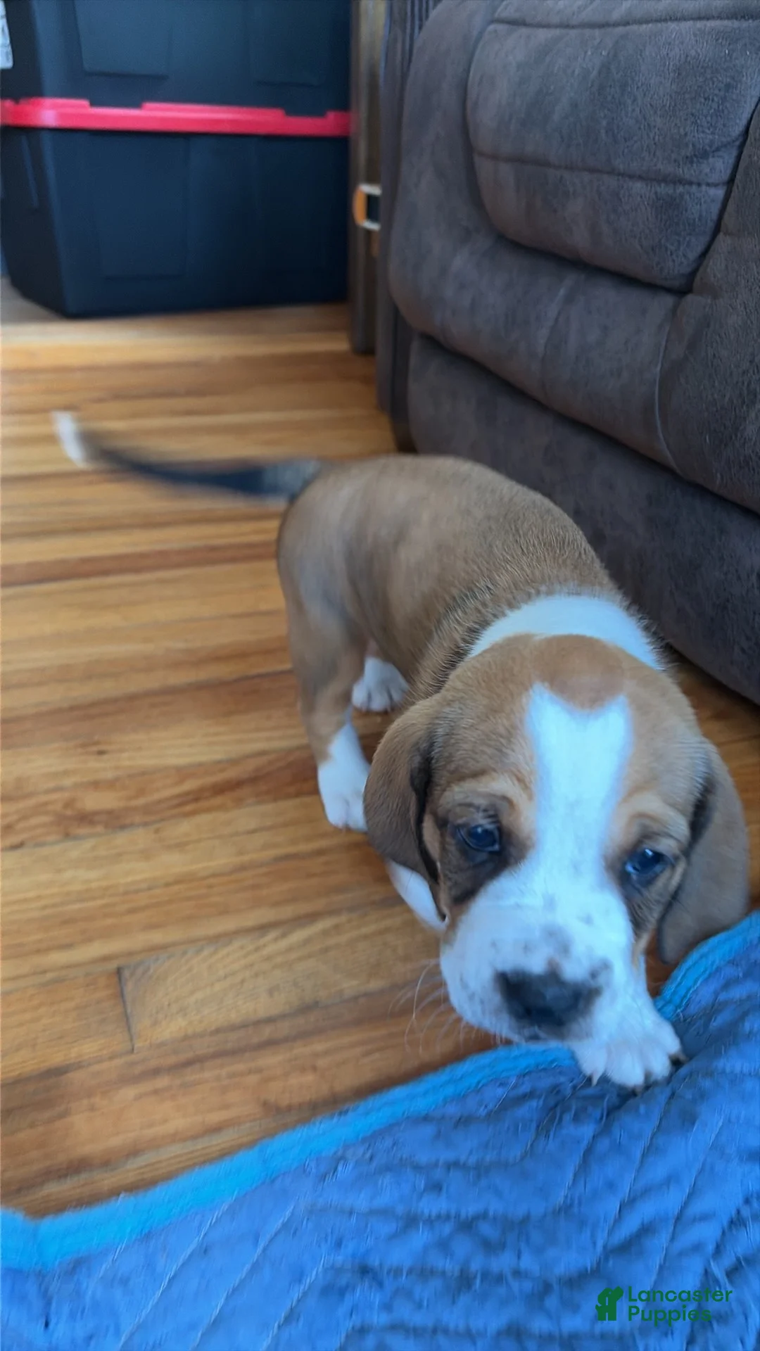 Mixed Breed dogs for sale: Freckles  - Ad 2