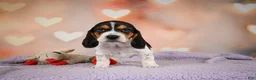 Beagle dogs for sale: OTTO - Ad 10