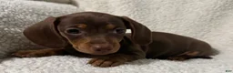 Miniature Dachshund dogs for sale: BAE - Ad 8
