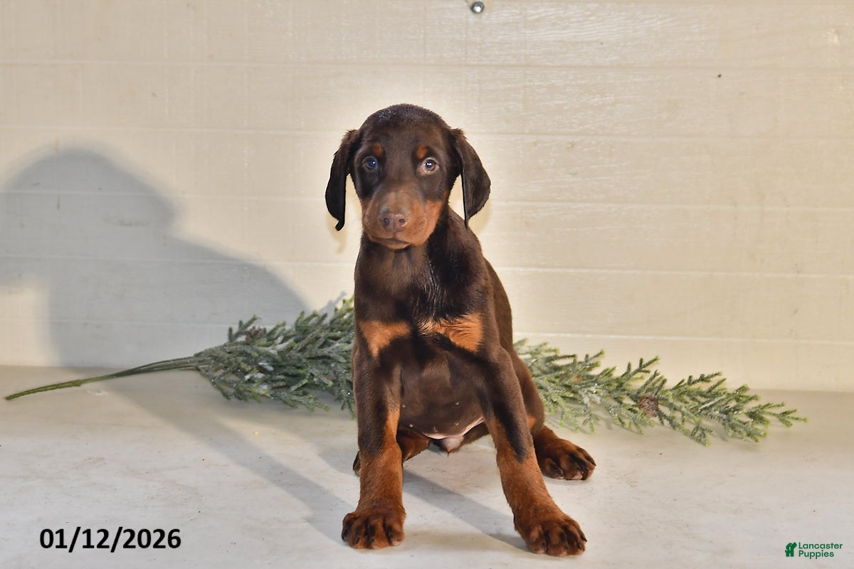 Doberman Pinscher dogs Bella   - Ad 1