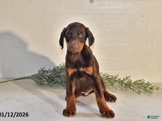 Doberman Pinscher dogs Bella - Ad 1