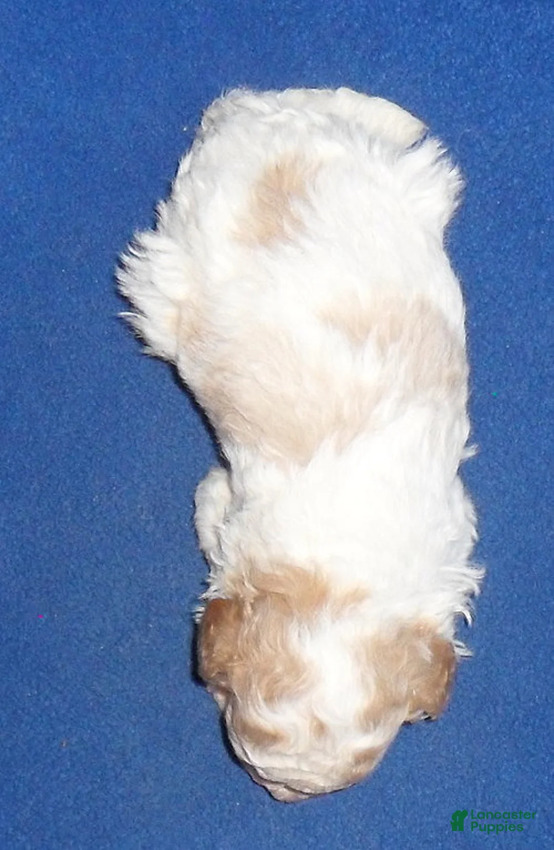 Cockapoo dogs for sale: Rudy - Ad 4