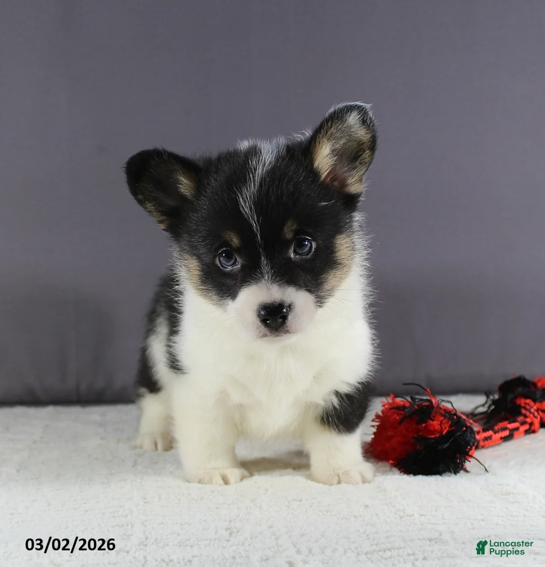 Welsh Corgi Pembroke dogs for sale: Theo - Ad 1