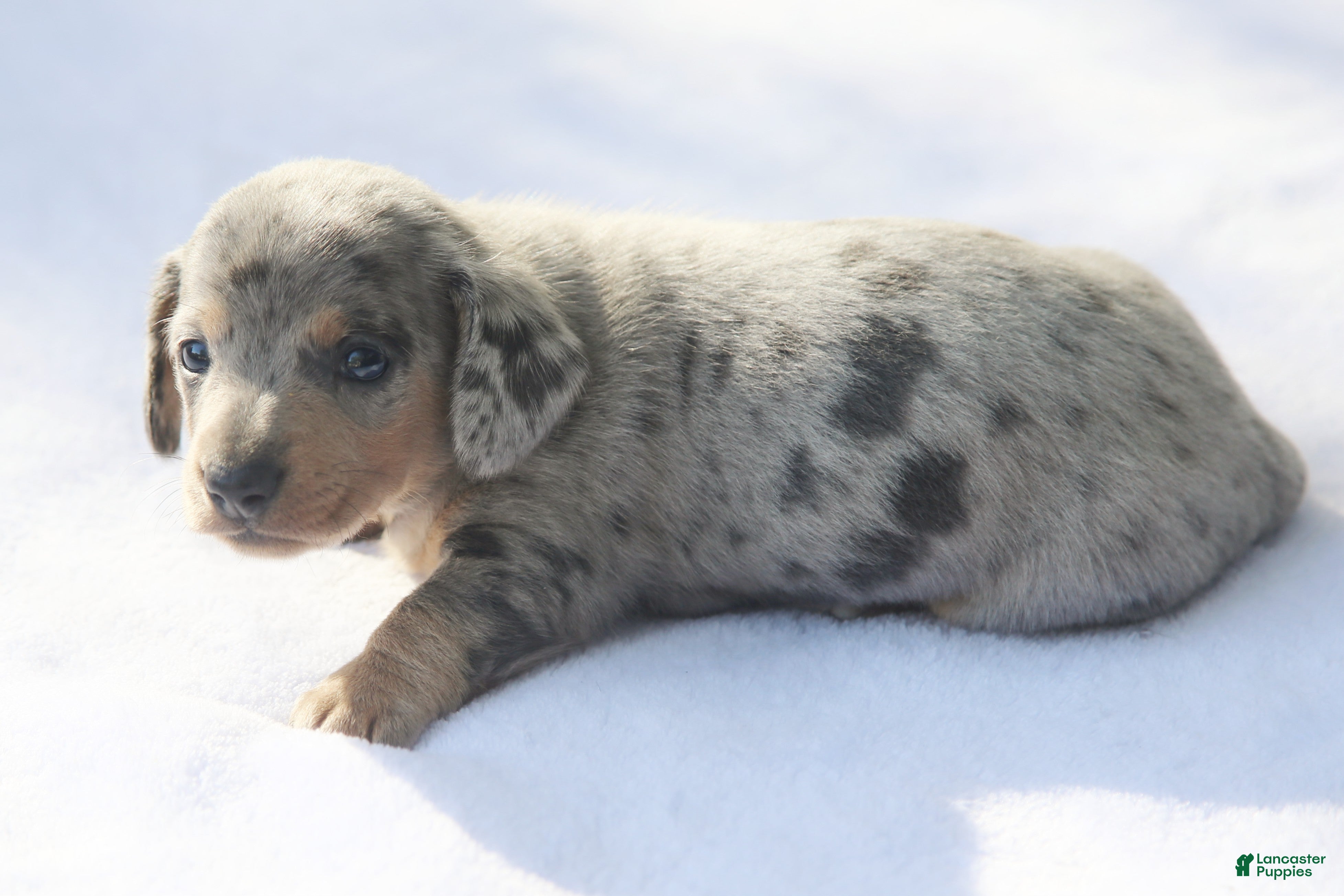 Dachshund dogs for sale: Reverse Blue and Tan Dapple Male  - Ad 2