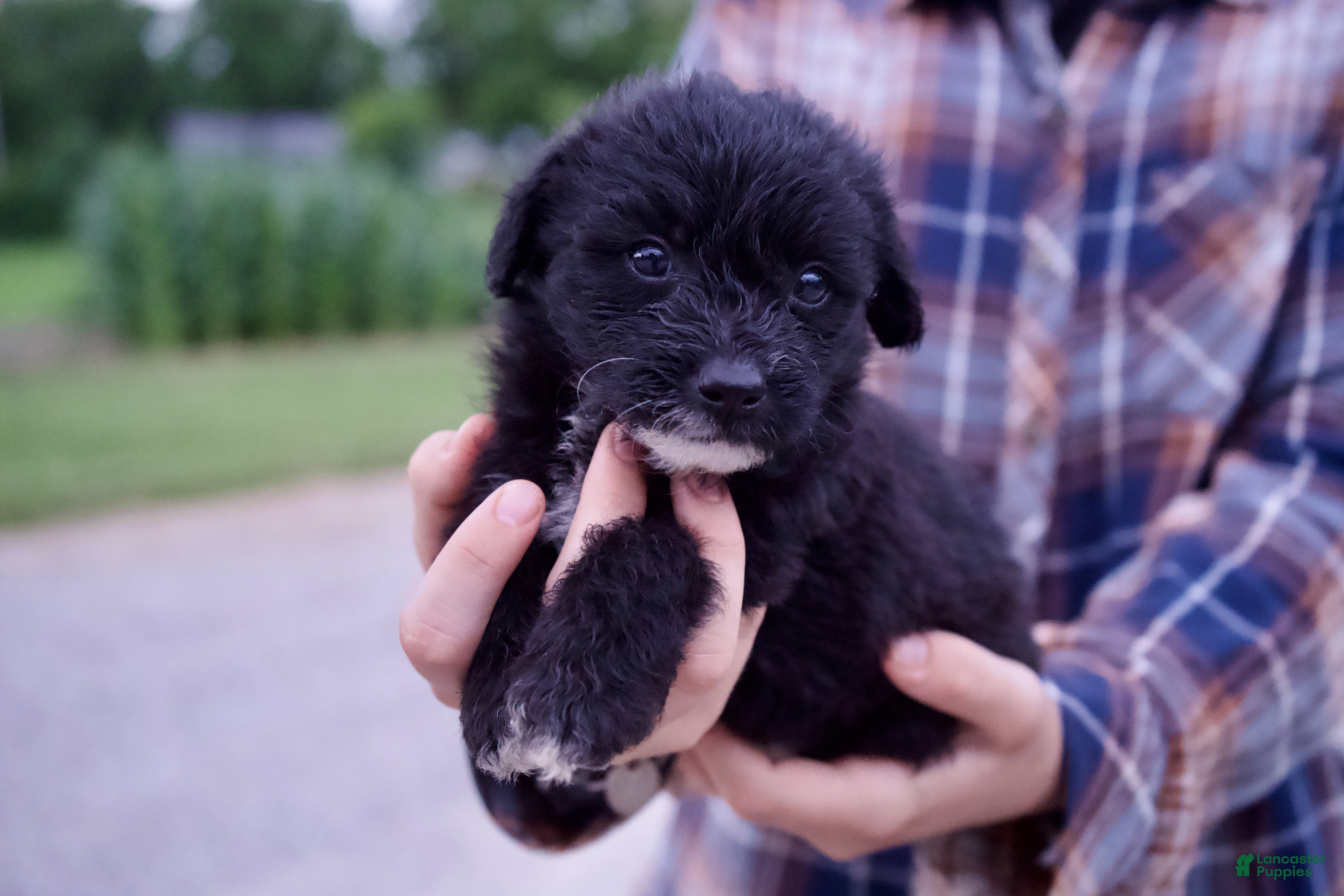Mixed Breed dogs Lyra - Ad 33