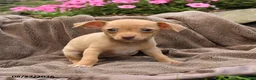 Chihuahua dogs for sale: Oatmeal - Ad 4