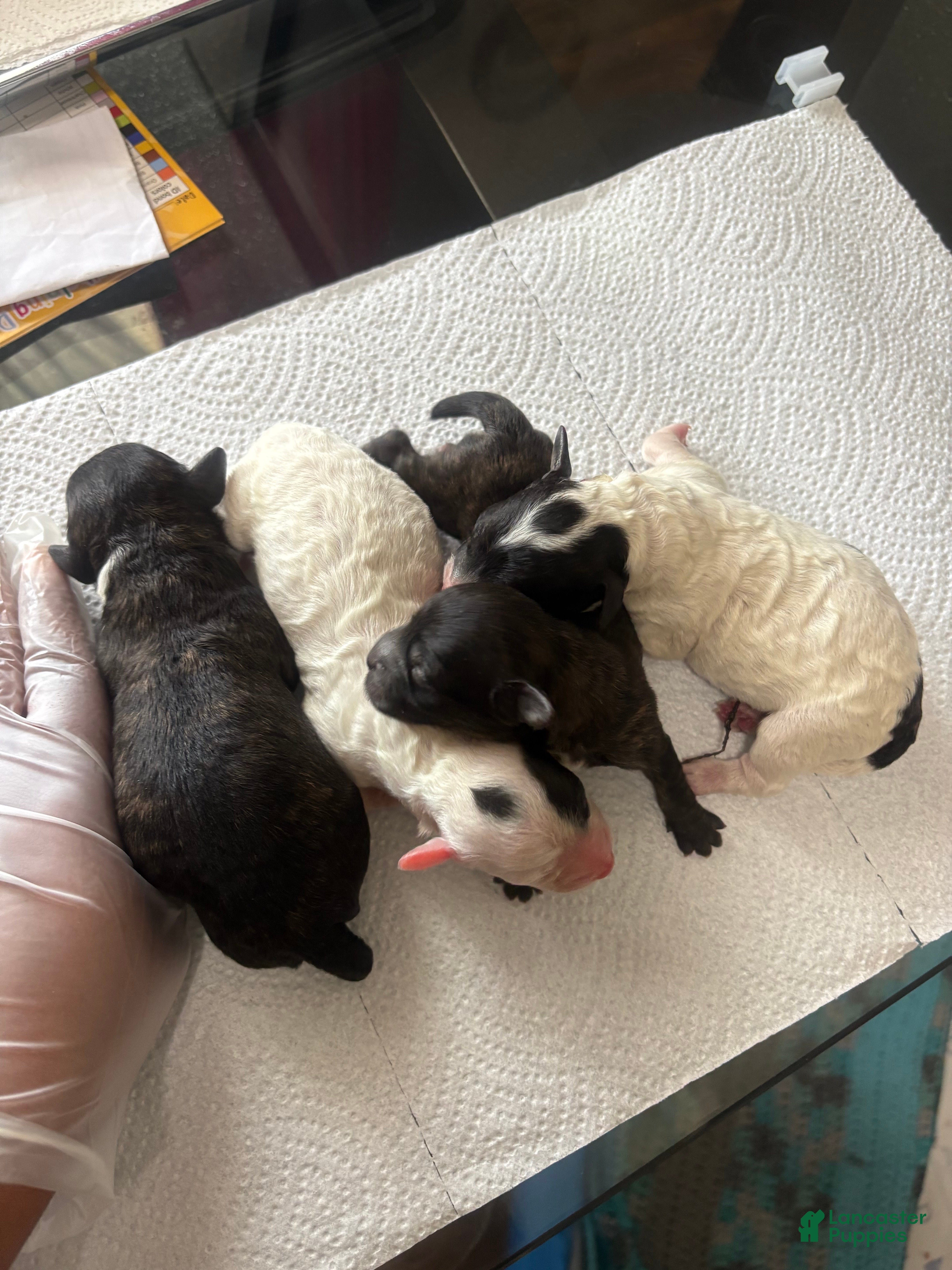 Maltipoo dogs Maltipoo Puppy 1 - Ad 12