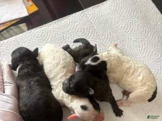 Maltipoo dogs Maltipoo Puppy 1 - Ad 12