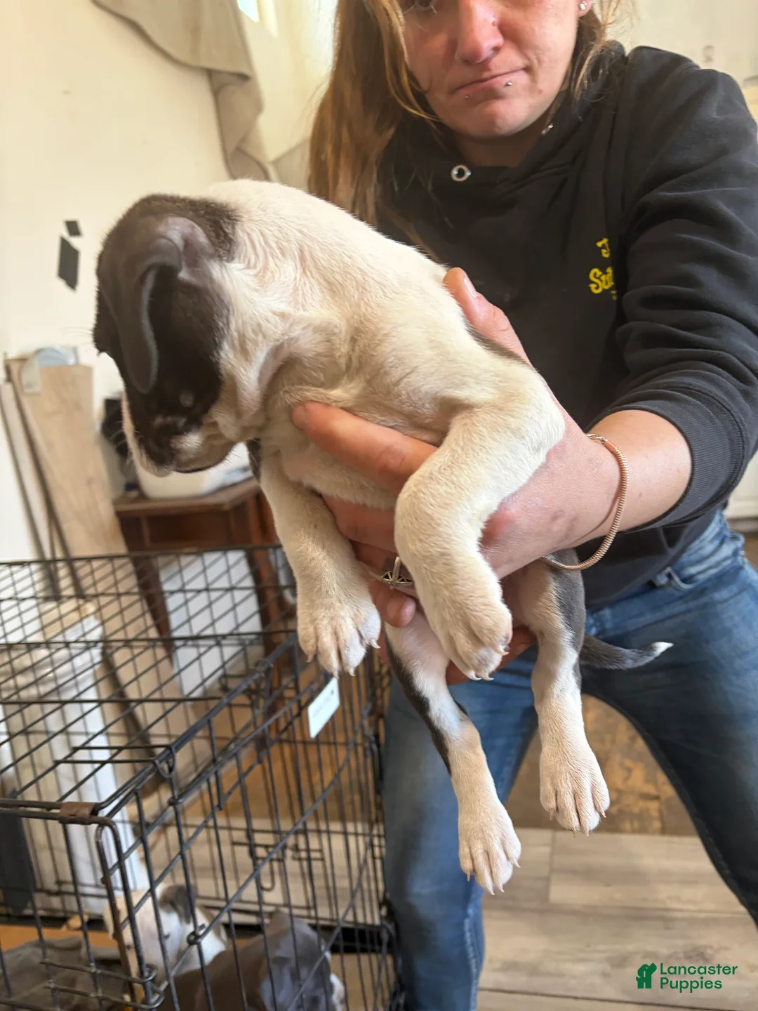 American Bully dogs for sale: American Bully 2 - Ad 1
