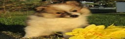 Mixed Breed dogs for sale: Cookie - Ad 1