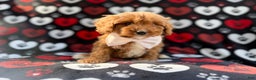 Cavapoo dogs for sale: Doc - Ad 3