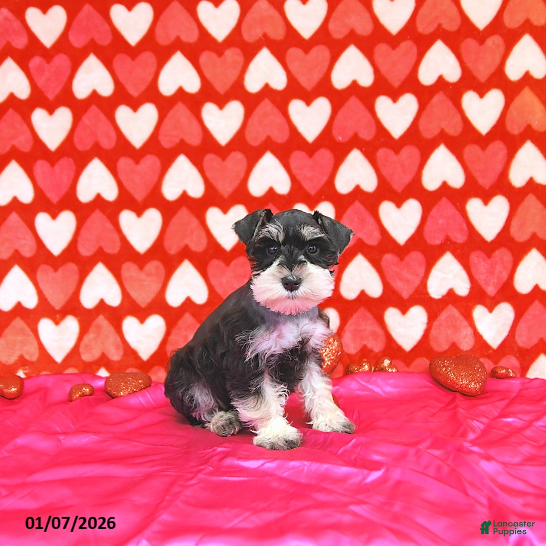 Miniature Schnauzer dogs for sale: Bailey - Ad 4