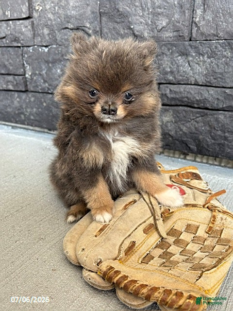 Pomeranian dogs Tinkerbell - Ad 1