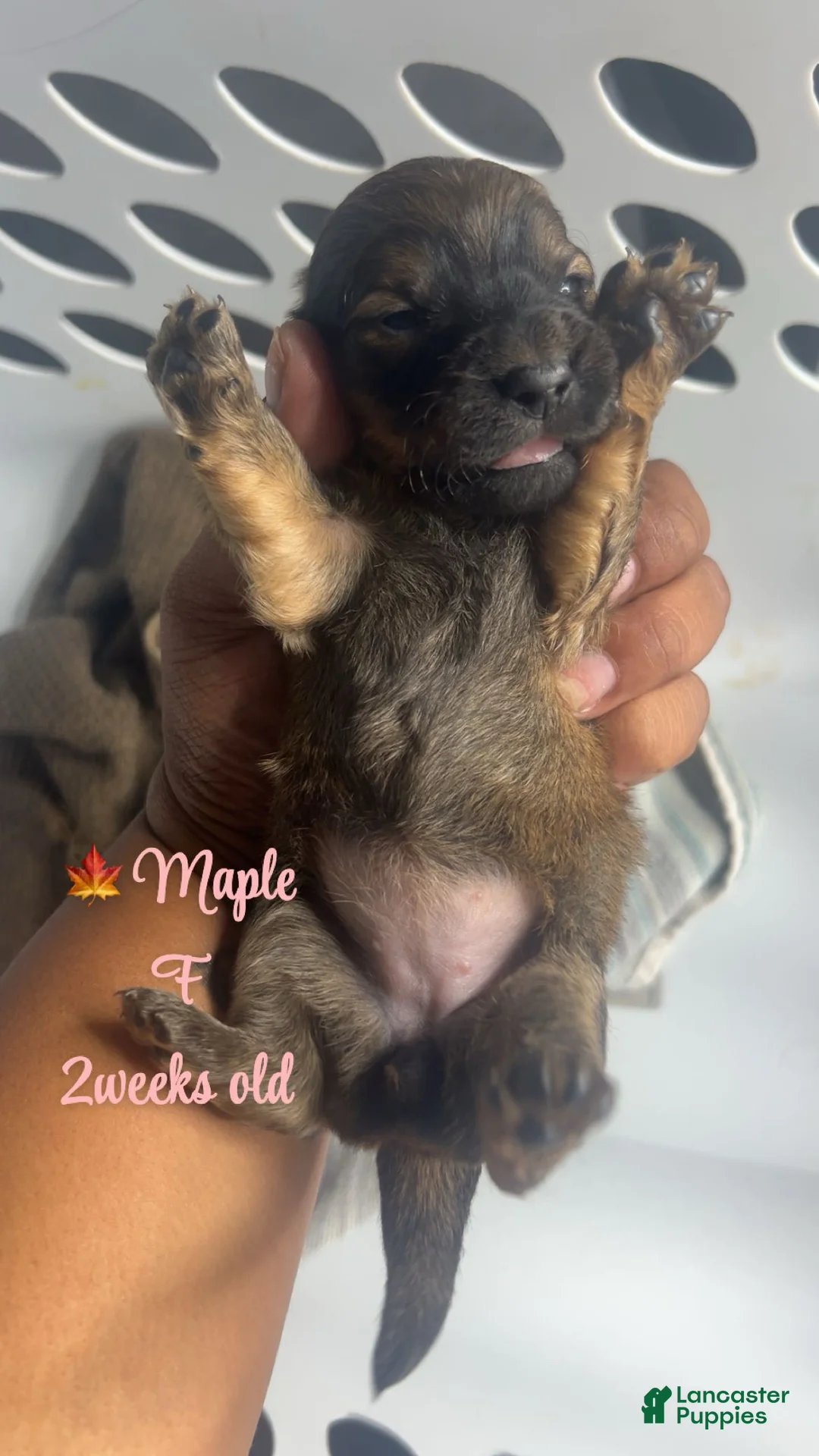 Mixed Breed dogs for sale: 🍁 Maple - Ad 2