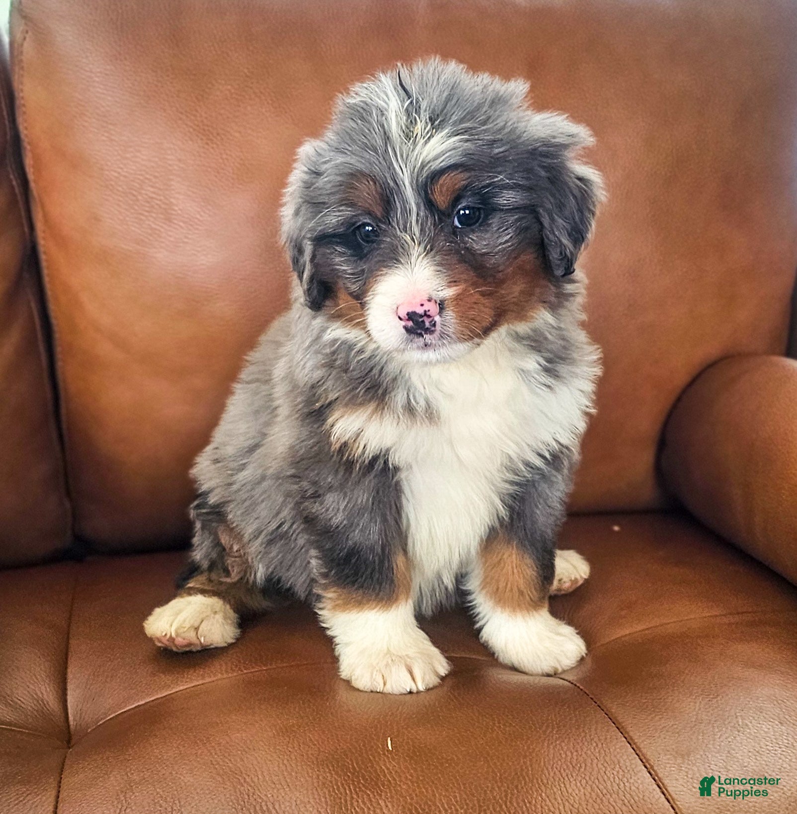 Bernedoodle dogs Luna - Ad 2