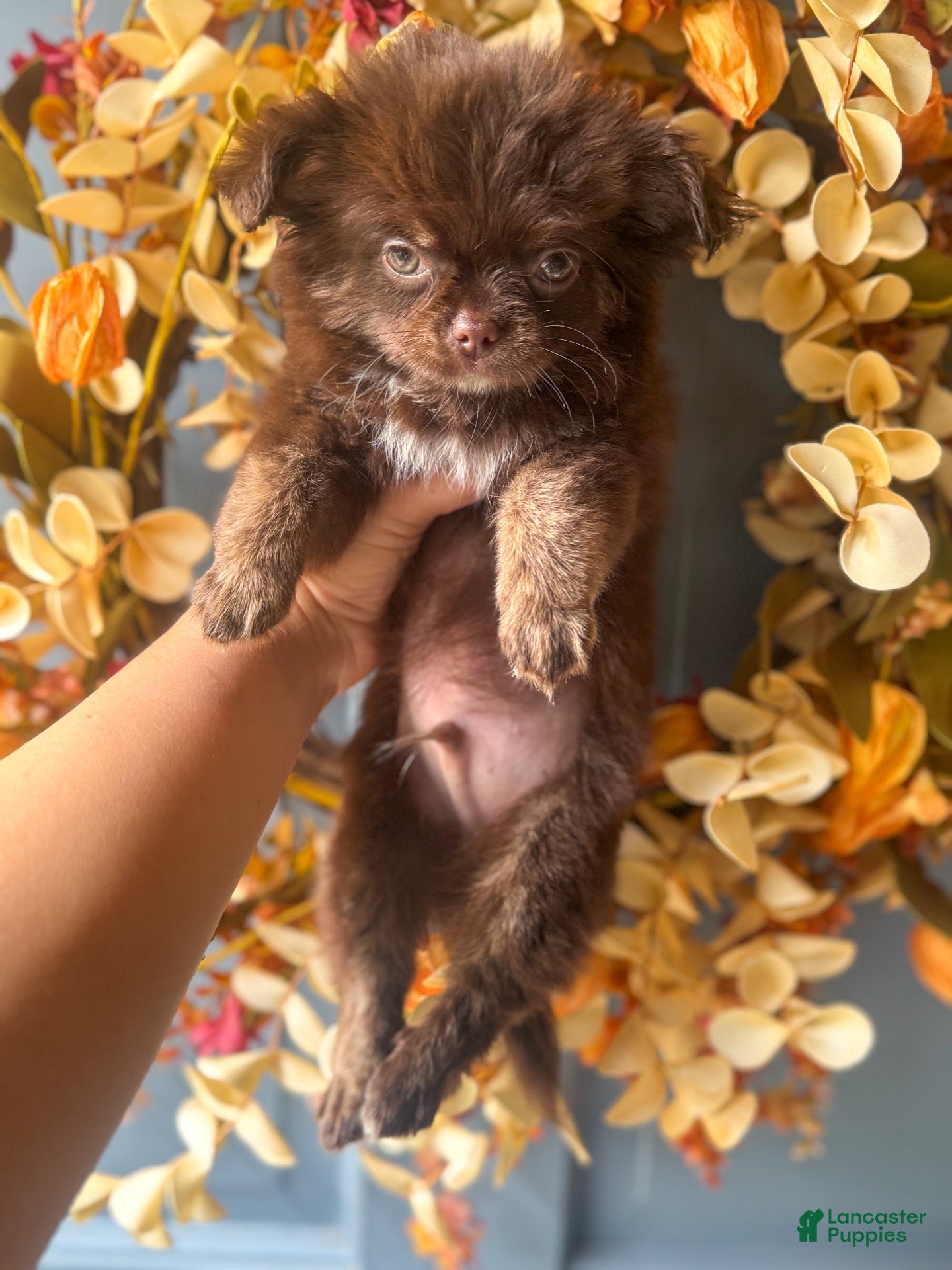Chihuahua dogs Zachary - Ad 1