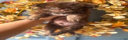 Chihuahua dogs for sale: Zachary - Ad 1
