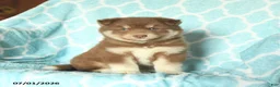 Pomsky dogs for sale: Happy - Ad 5