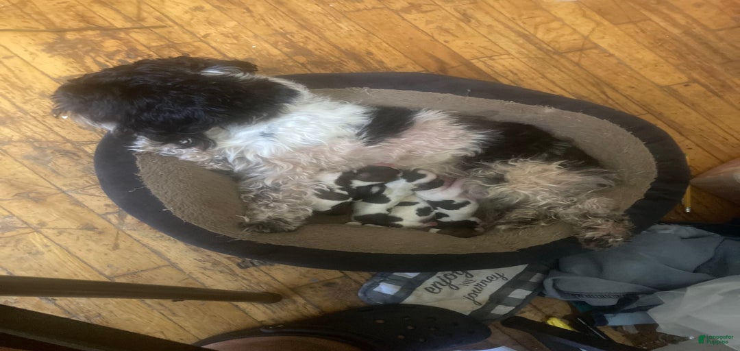 Gallery Image {{count}}