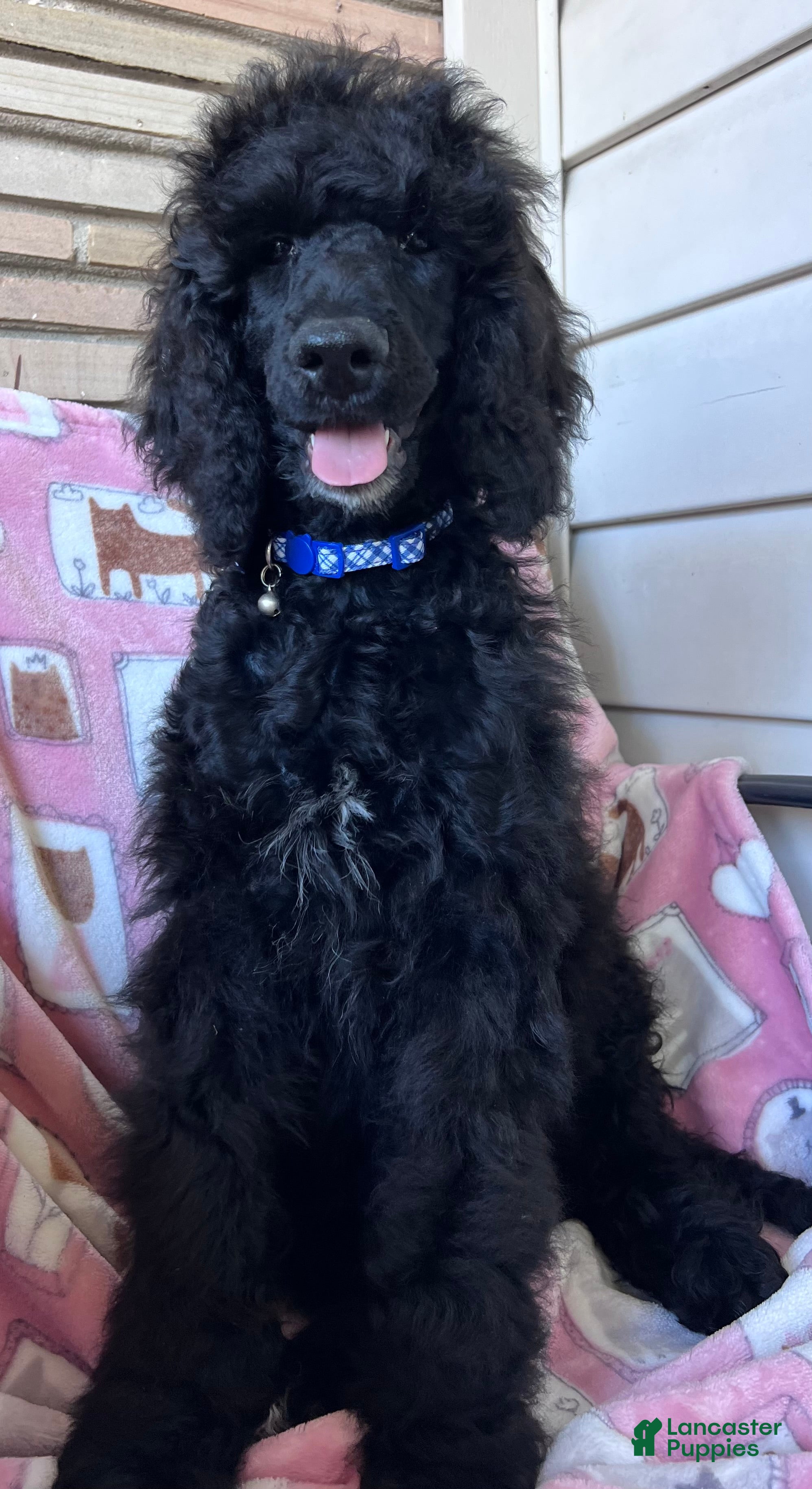 Standard Poodle dogs Standard Poodle  - Ad 2