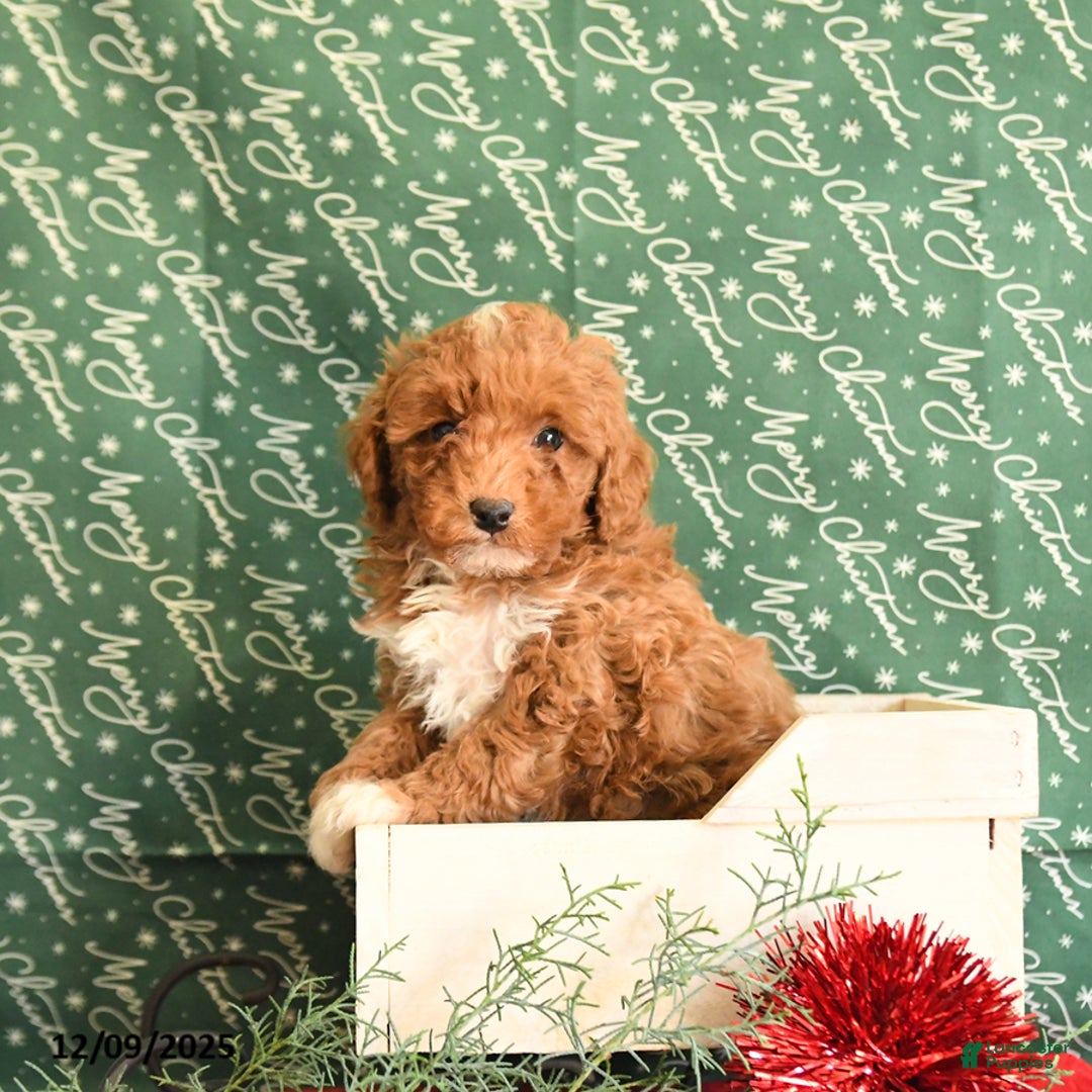 Toy Poodle dogs for sale: Igor - Ad 1