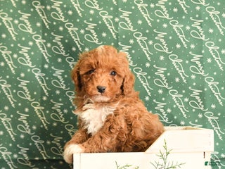 Toy Poodle dogs Igor - Ad 39