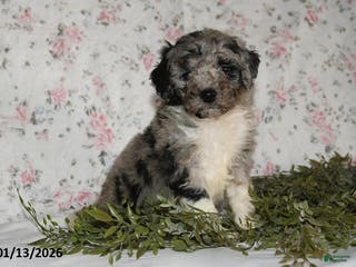 Mini Aussiedoodle dogs Alex - Ad 23