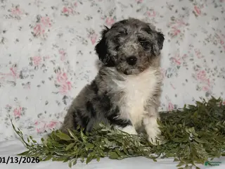 Mini Aussiedoodle dogs Alex - Ad 9