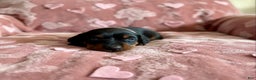 Doberman Pinscher dogs for sale: Valentina Health tested parents  - Ad 2