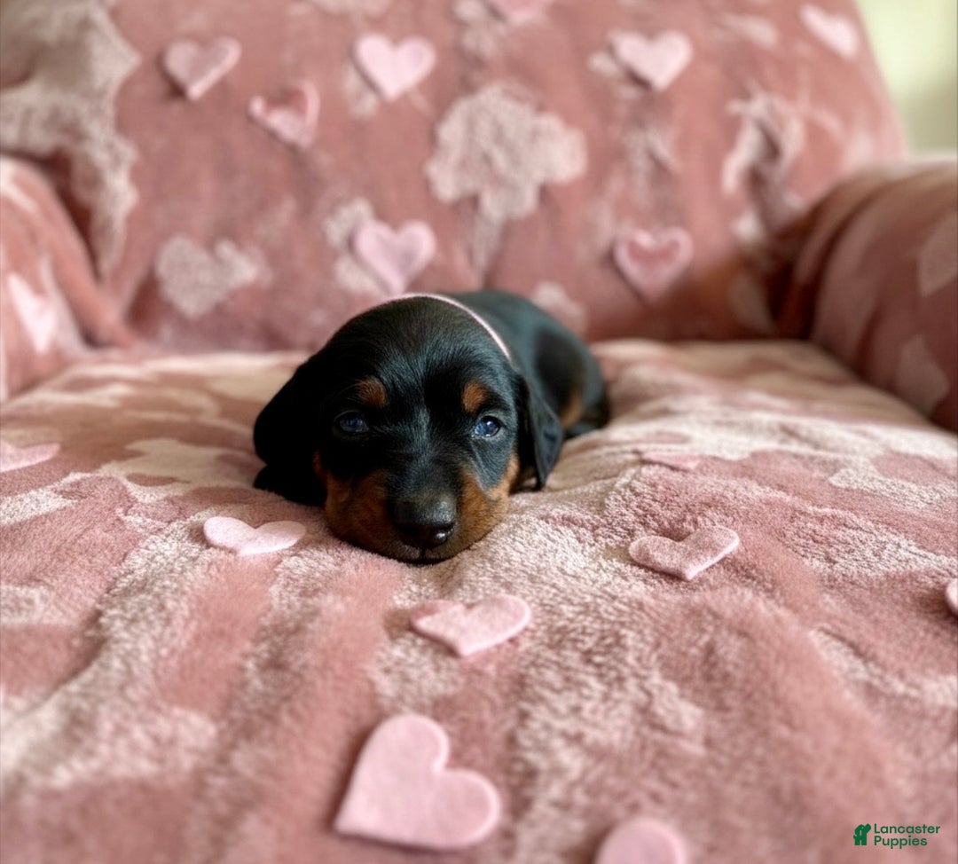 Doberman Pinscher dogs for sale: Valentina Health tested parents  - Ad 2