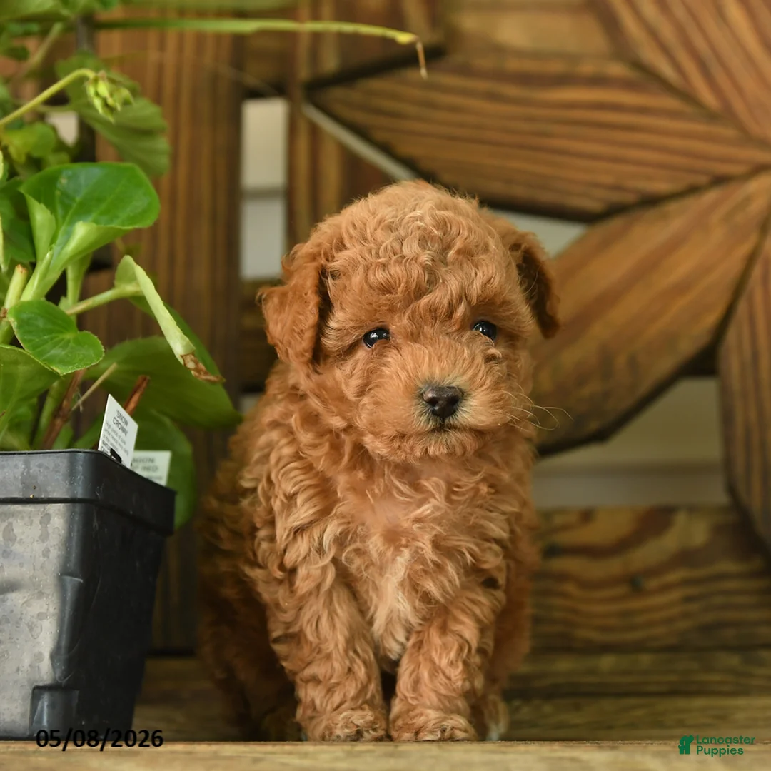 Toy Poodle dogs for sale: Patty - Ad 1