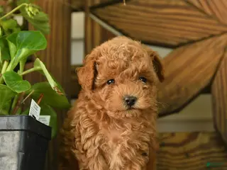 Toy Poodle dogs for sale: Patty - Ad 2