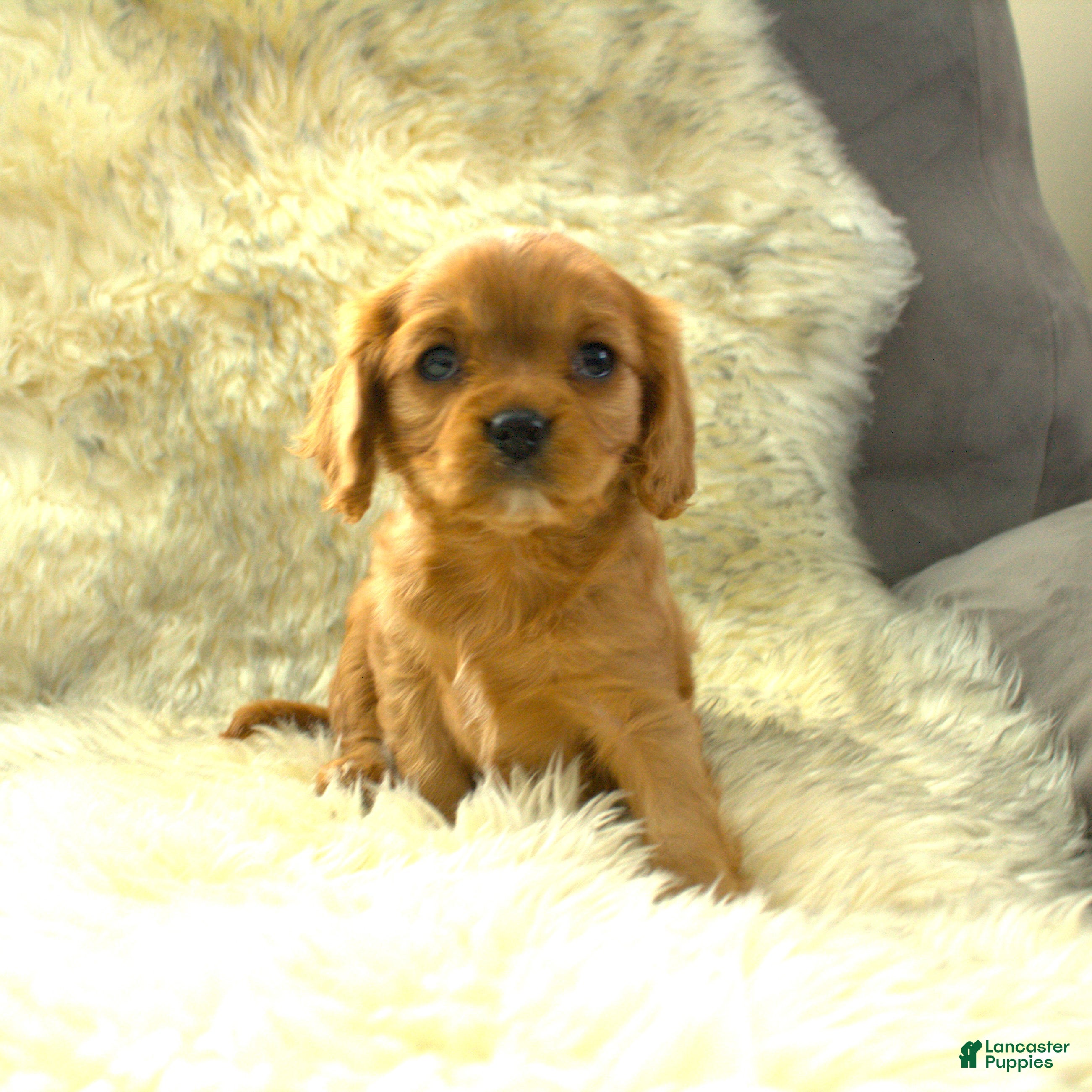 Cavalier King Charles Spaniel dogs Prissy - Ad 8