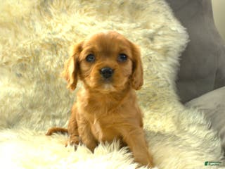 Cavalier King Charles Spaniel dogs Prissy - Ad 8