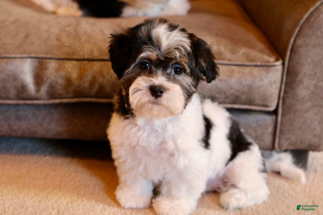 Shihpoo dogs for sale: Mia - Ad 6