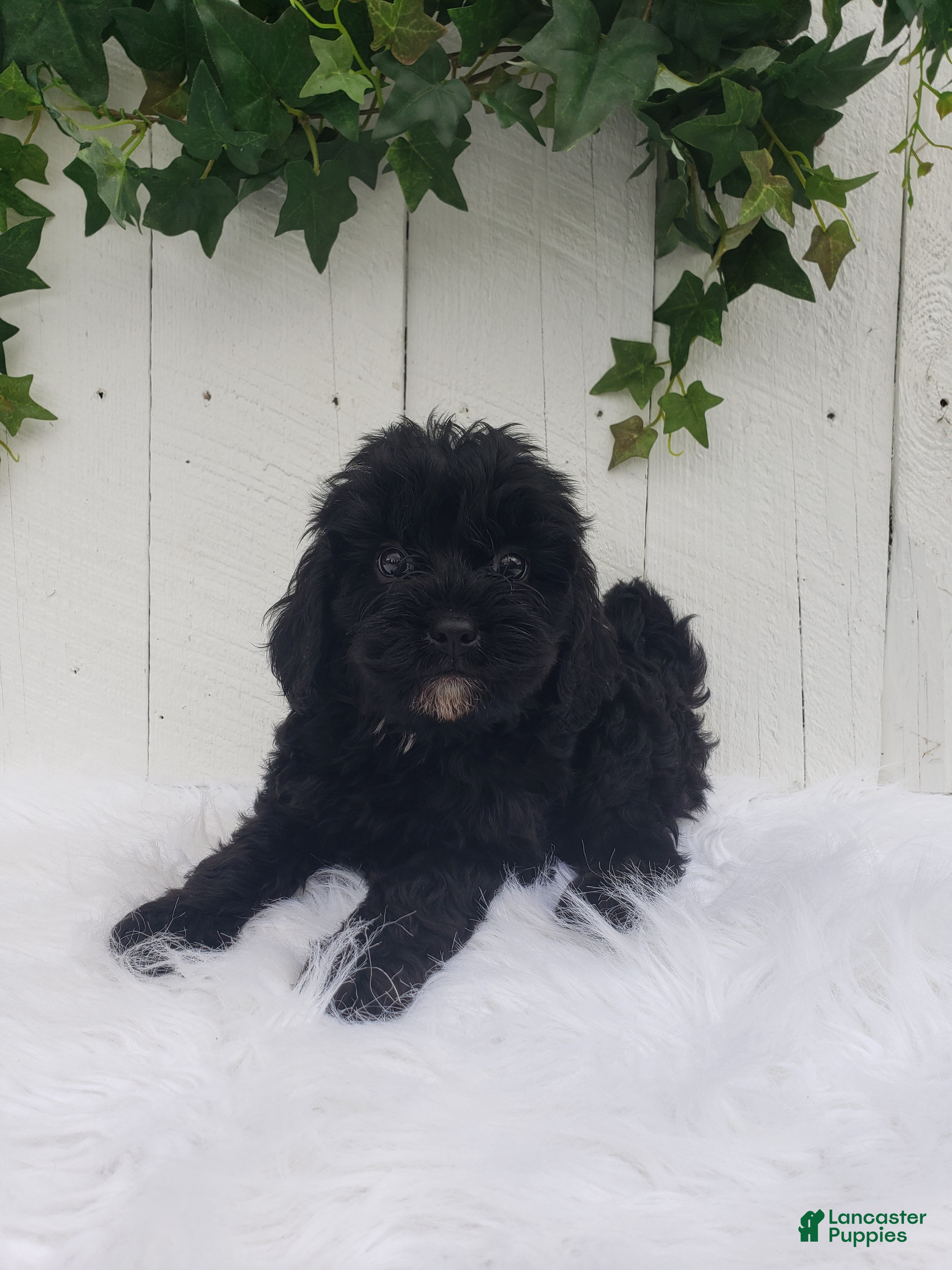 Cavapoo dogs Lucky  - Ad 1