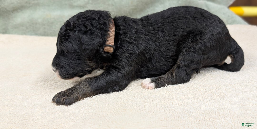 Sheepadoodle dogs for sale: Bronson - Ad 12