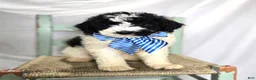 Mini Sheepadoodle dogs for sale: Lonnie - Ad 1