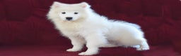 Samoyed dogs for sale: Clover - Ad 2