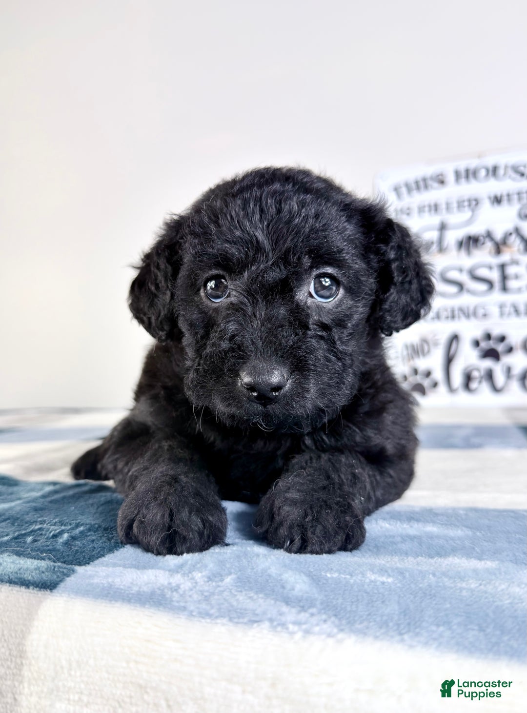 Mixed Breed dogs for sale: Allison - Ad 5