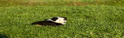 Miniature Australian Shepherd dogs for sale: Larana Miniature Australian Shepherd Puppy  - Ad 3
