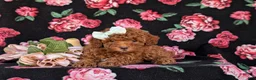 Cockapoo dogs for sale: Jemma Hypoallergenic - Ad 5