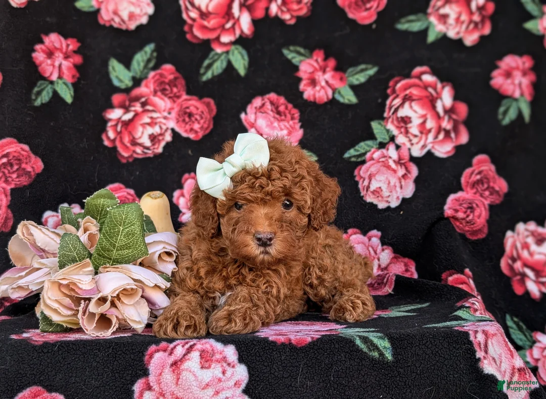 Cockapoo dogs for sale: Jemma Hypoallergenic - Ad 5