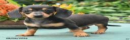 Dachshund dogs for sale: Tess - Ad 4