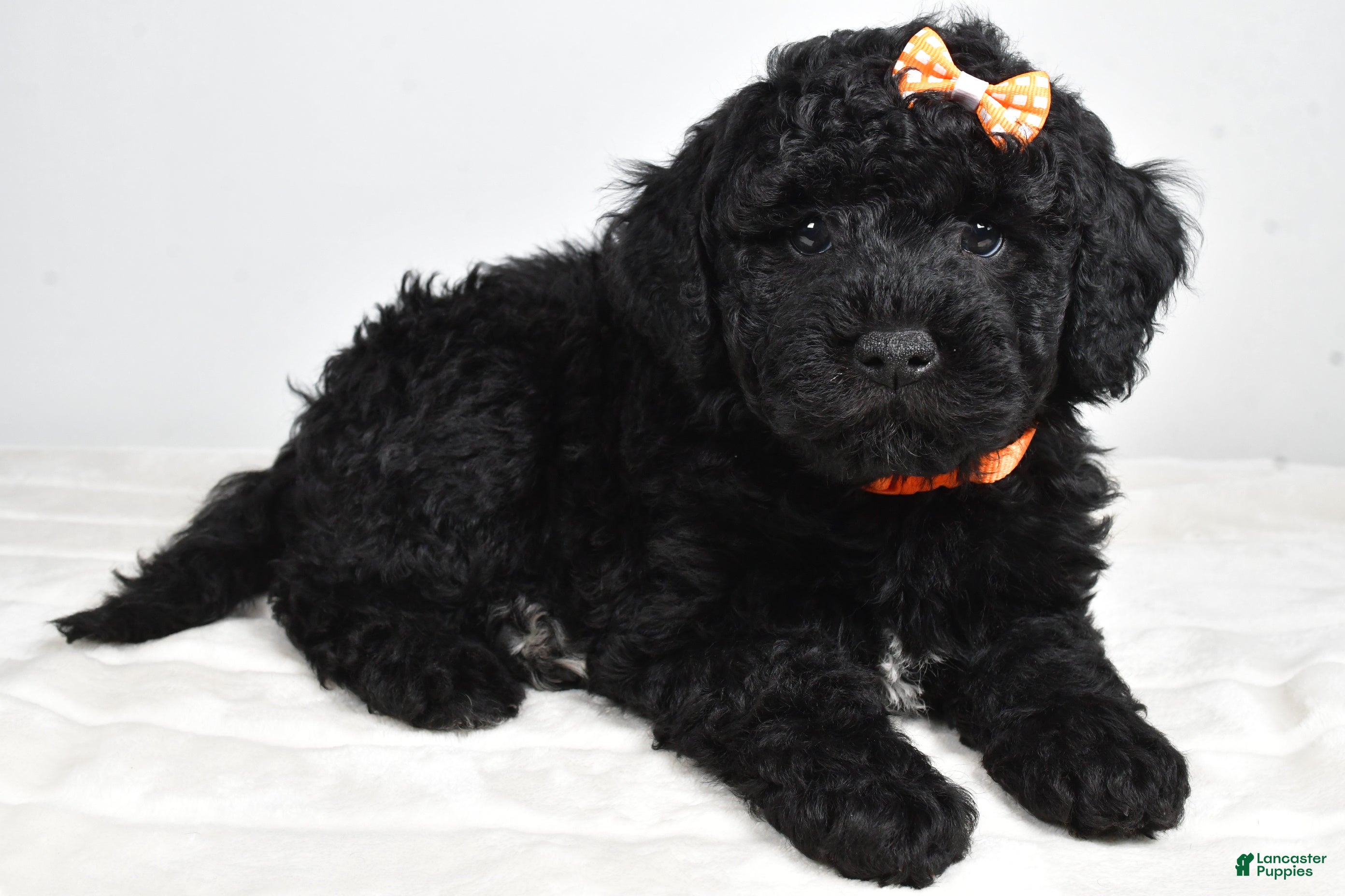 Mini Goldendoodle dogs AJ - Ad 19
